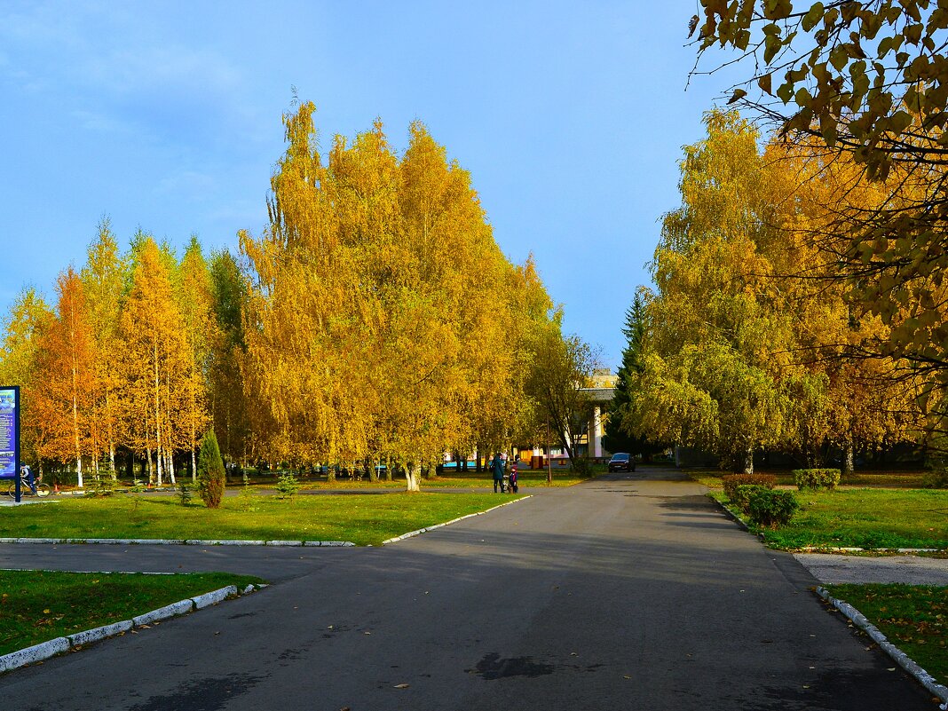 Новочебоксарск. Осенние берёзки улицы Советской. - Пётр Чернега