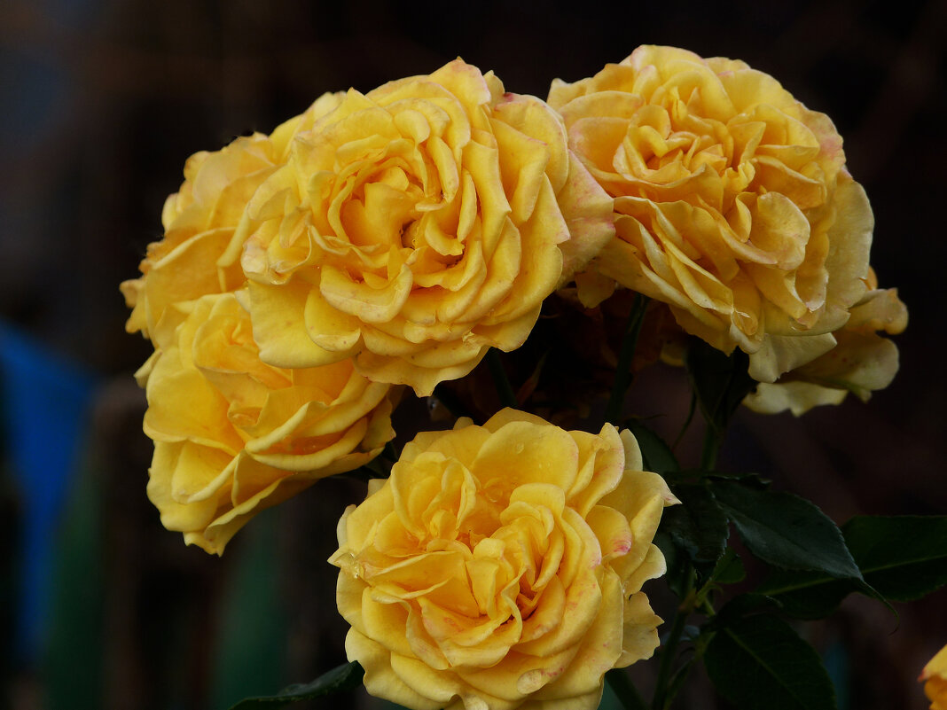 Жёлтые  розы - Валентин Семчишин