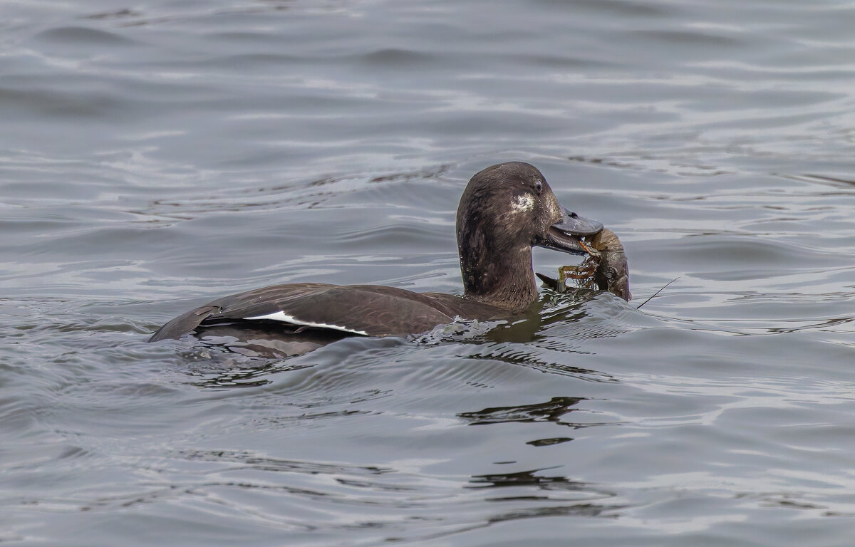 турпан. - юрий макаров