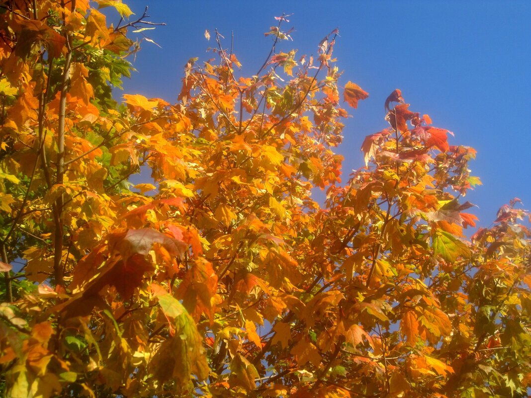 Совсем недавно в золотую осень - Елена Семигина