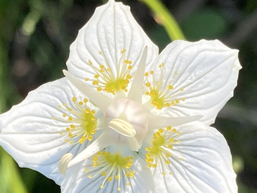 Цветок- звезда - Ольга Савельева 