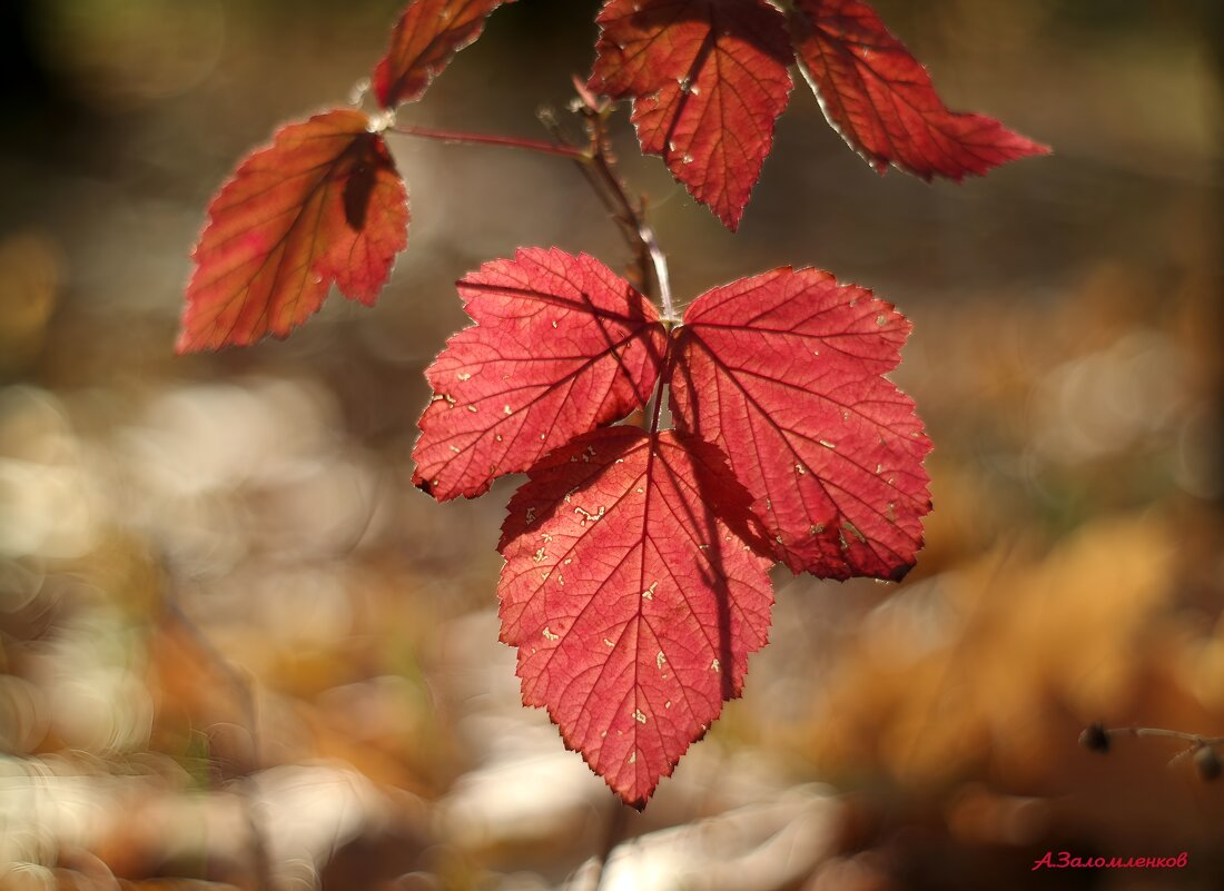 Как уходил октябрь... - Андрей Заломленков