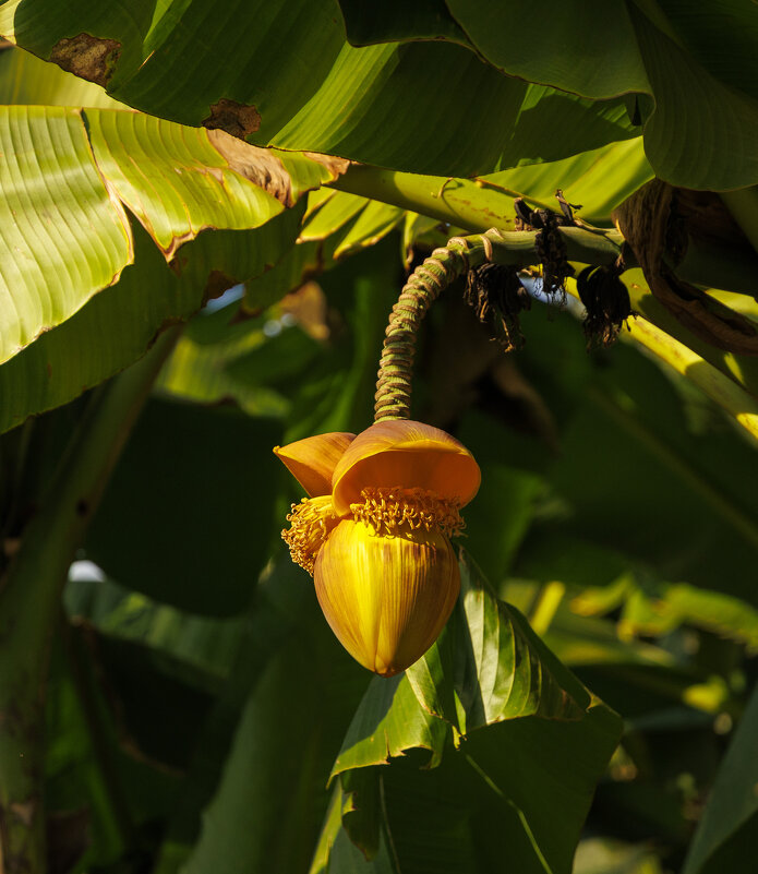 Ноябрьский банан - Светлана Тихонина