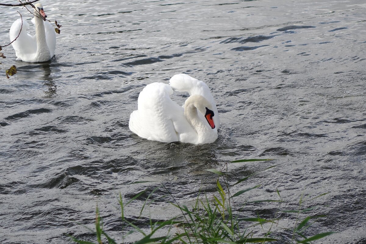 Лебеди в городском парке - Рита Симонова