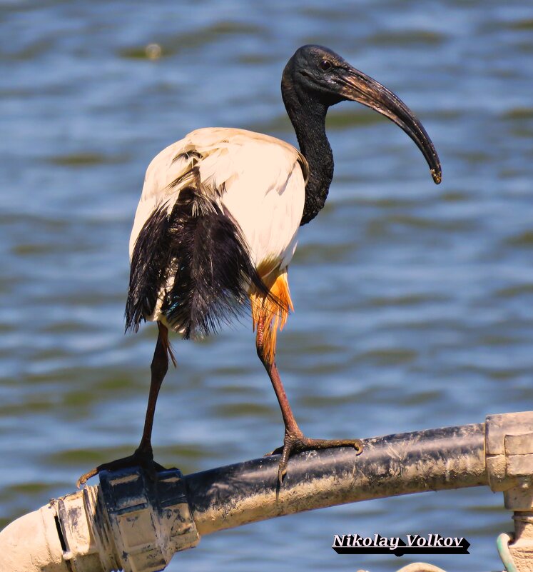 Священный ибис - Николай Волков