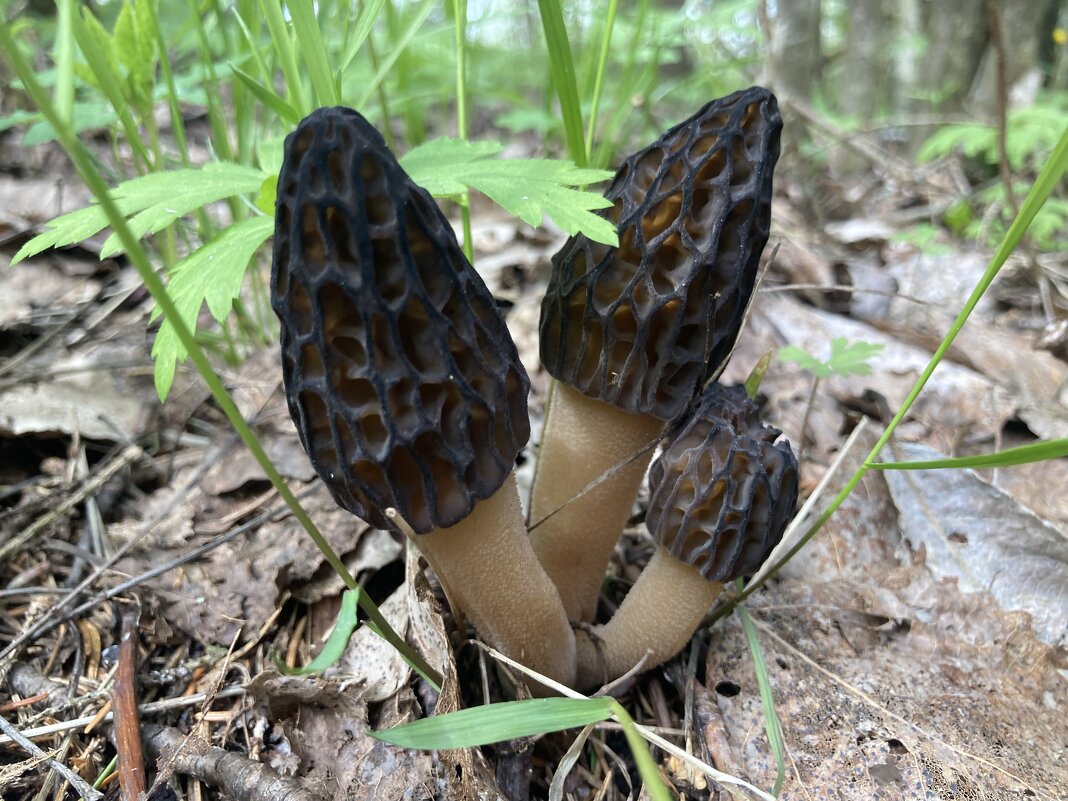 Сморчки - Ольга Савельева 