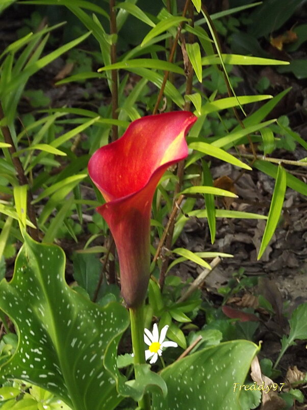 Калла - Freddy 97