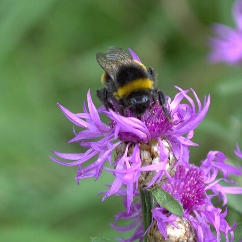 Шмель в цветке - Марина Кушнарева