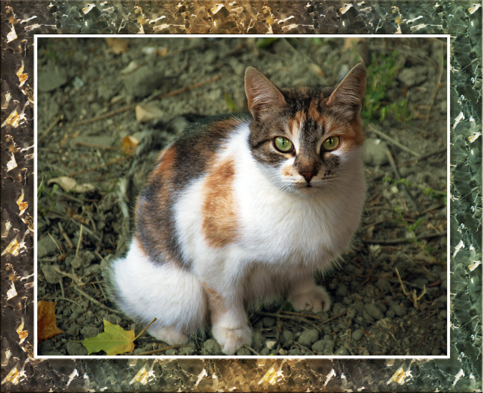 КИСА - Владимир Кроливец