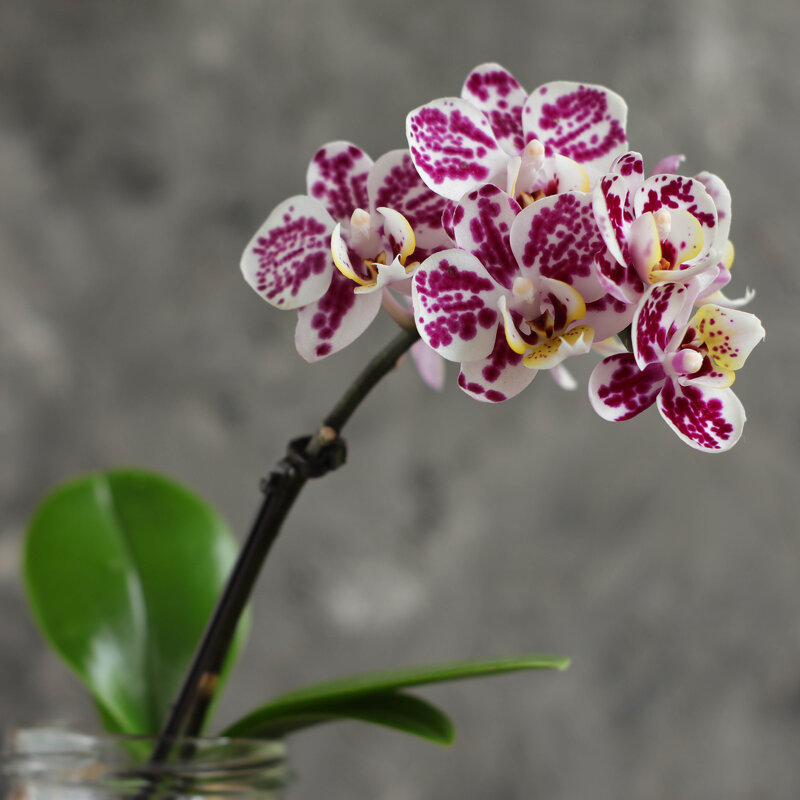 Моя коллекция орхидей - Irene Irene