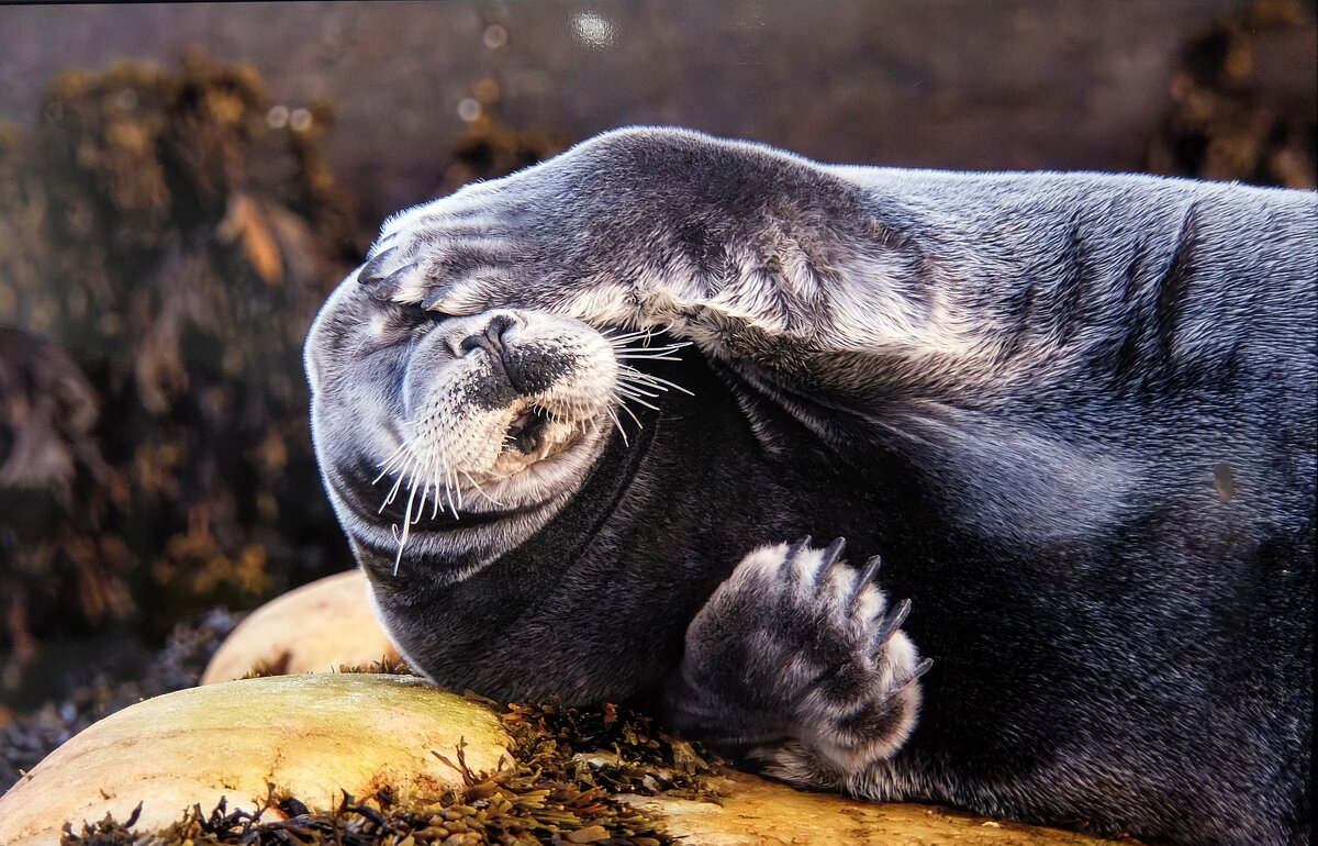 Уставший от популярности. - Люба 