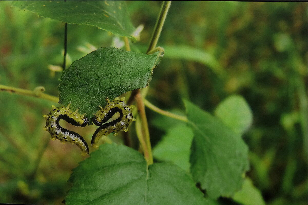Энтомологическая валентинка. - Люба Энтомологическая валентинка. - Люба
