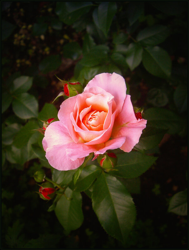 Роза. - Александр. AVG100 ---