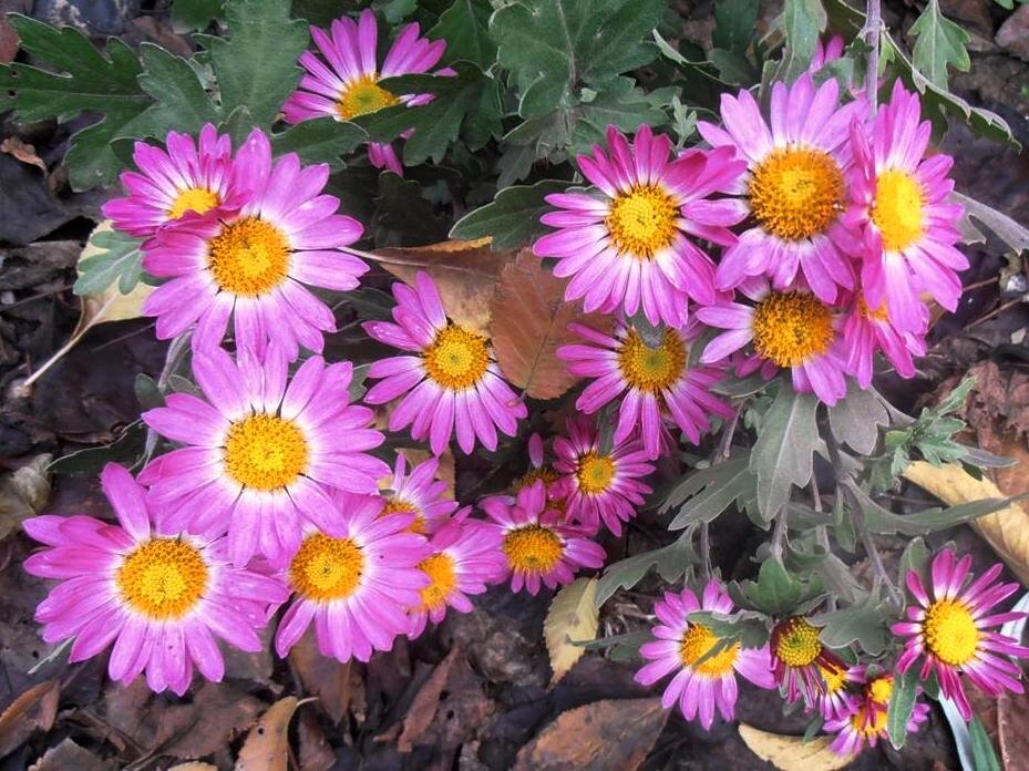 Теплый ноябрь - Наталья 