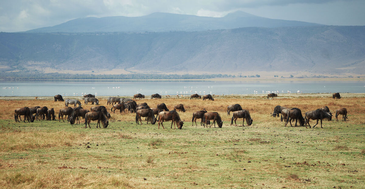 Танзания, парк Нгоронгоро. - Liliya Танзания, парк Нгоронгоро. - Liliya