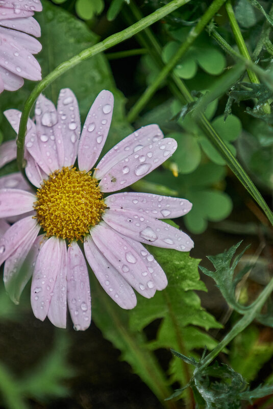 после дождя - Александр Леонов