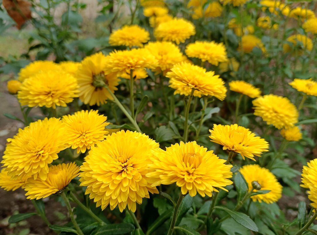 Хризантемы октября - Мария Васильева Хризантемы октября - Мария Васильева