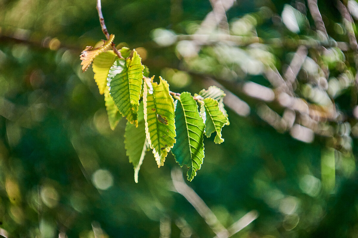 листики - Александр Леонов