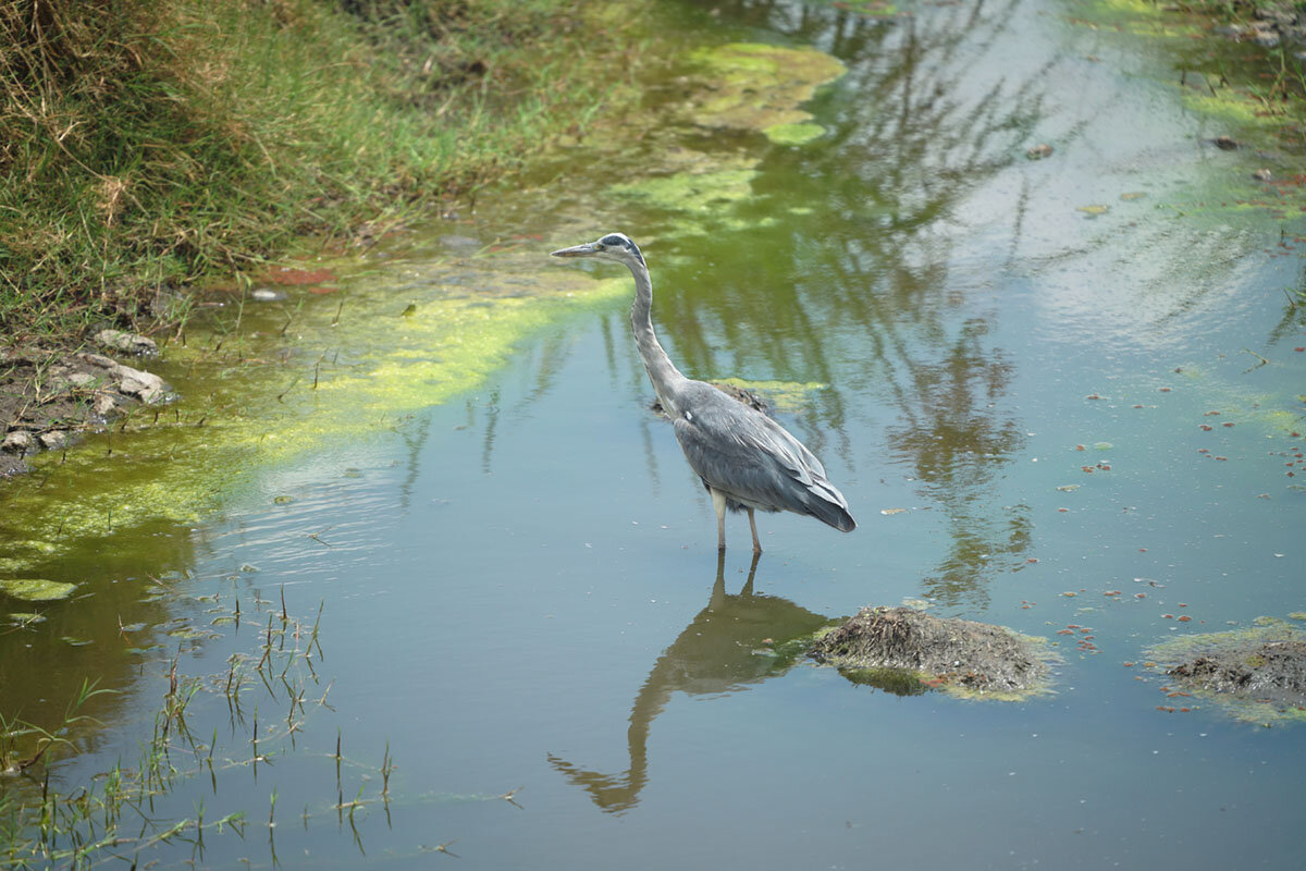 Серая цапля. - Liliya 