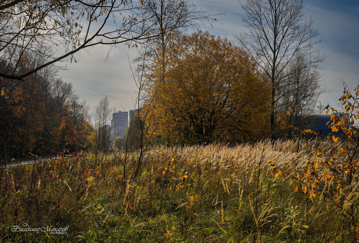 "У городской рощи в октябре"© - Владимир Макаров "У городской рощи в октябре"© - Владимир Макаров