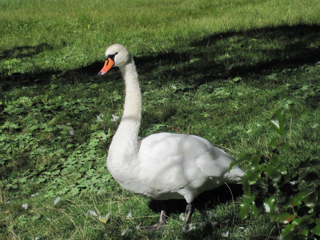 Прогулка в парке - dli1953 