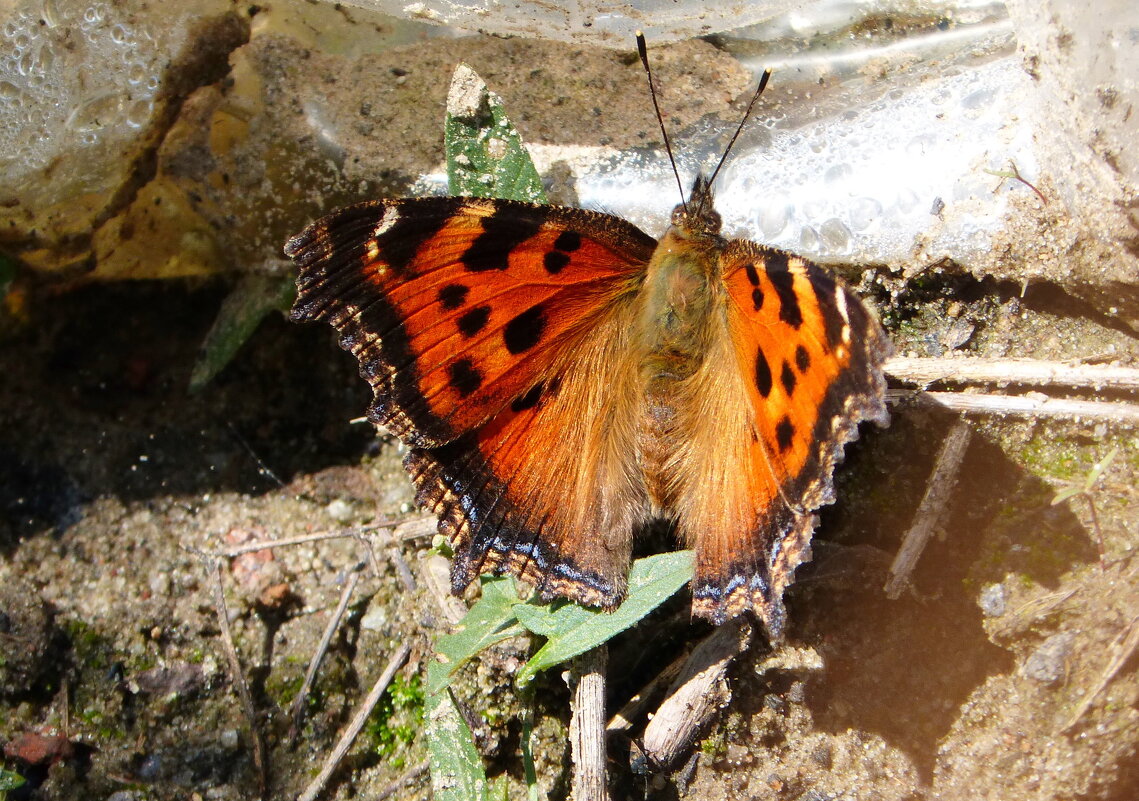 опять про бабочек...82 - Александр Прокудин