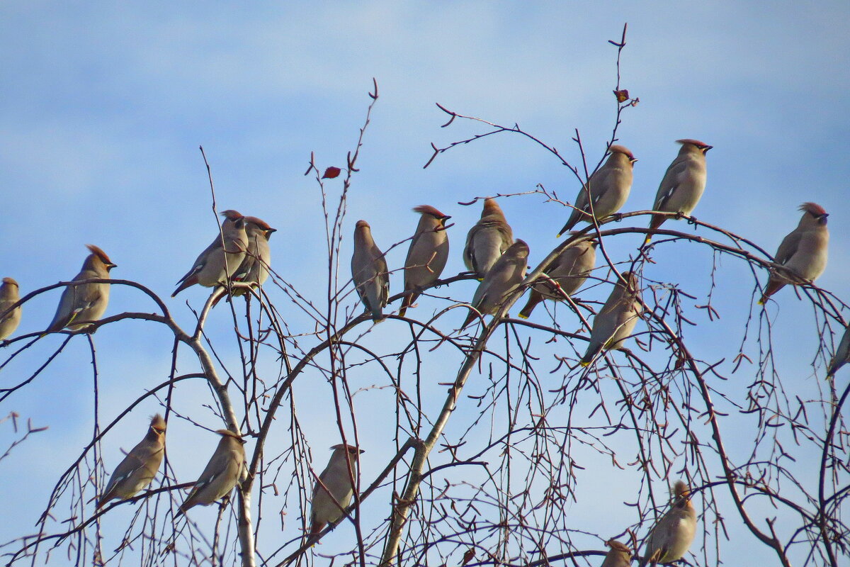 СВИРИСТЕЛИ ПРИЛЕТЕЛИ ! - shasha1950 СВИРИСТЕЛИ ПРИЛЕТЕЛИ ! - shasha1950