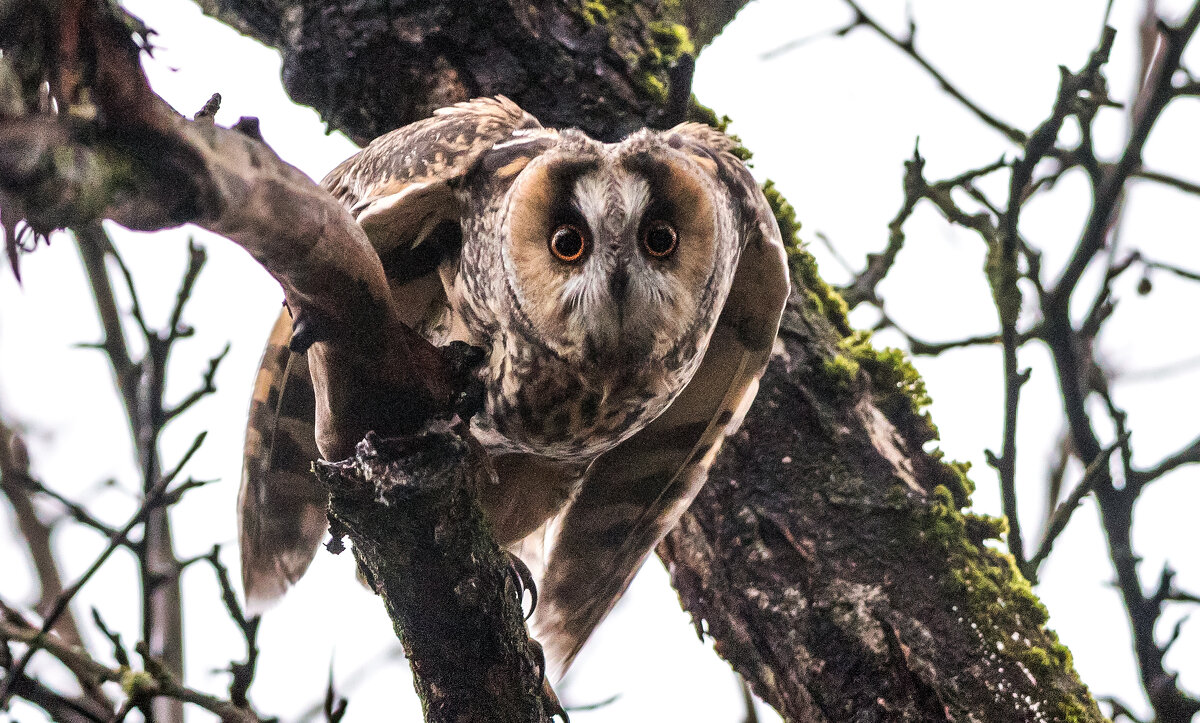 "Кто ты?" - Владимир Безбородов