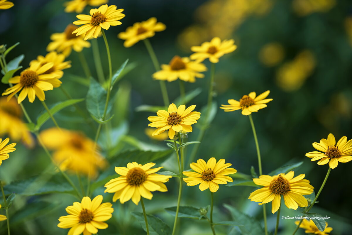 Садовое солнышко - Светлана Ищенко