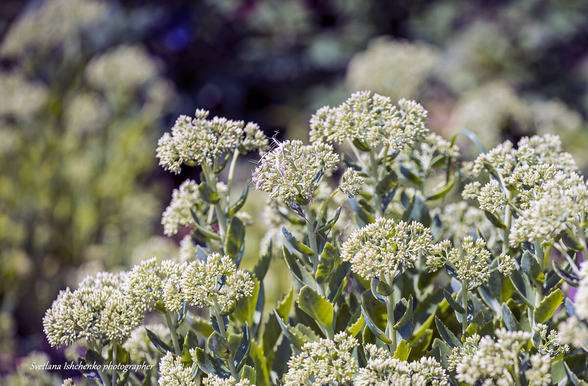 ... - Светлана Ищенко