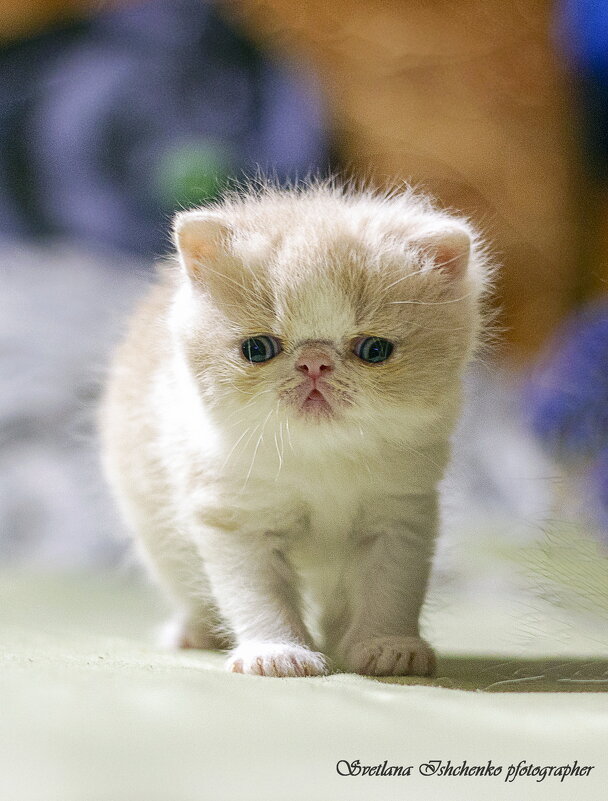 Шагаем - Светлана Ищенко