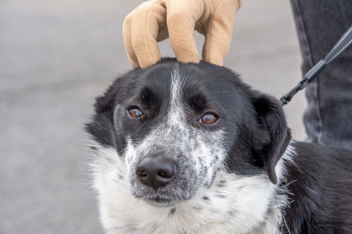 Кайфуши - Марина Алексеева