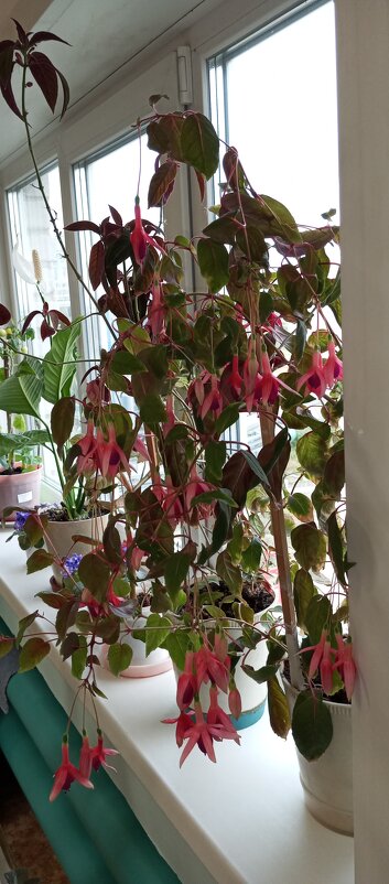 Фуксия - Irina 