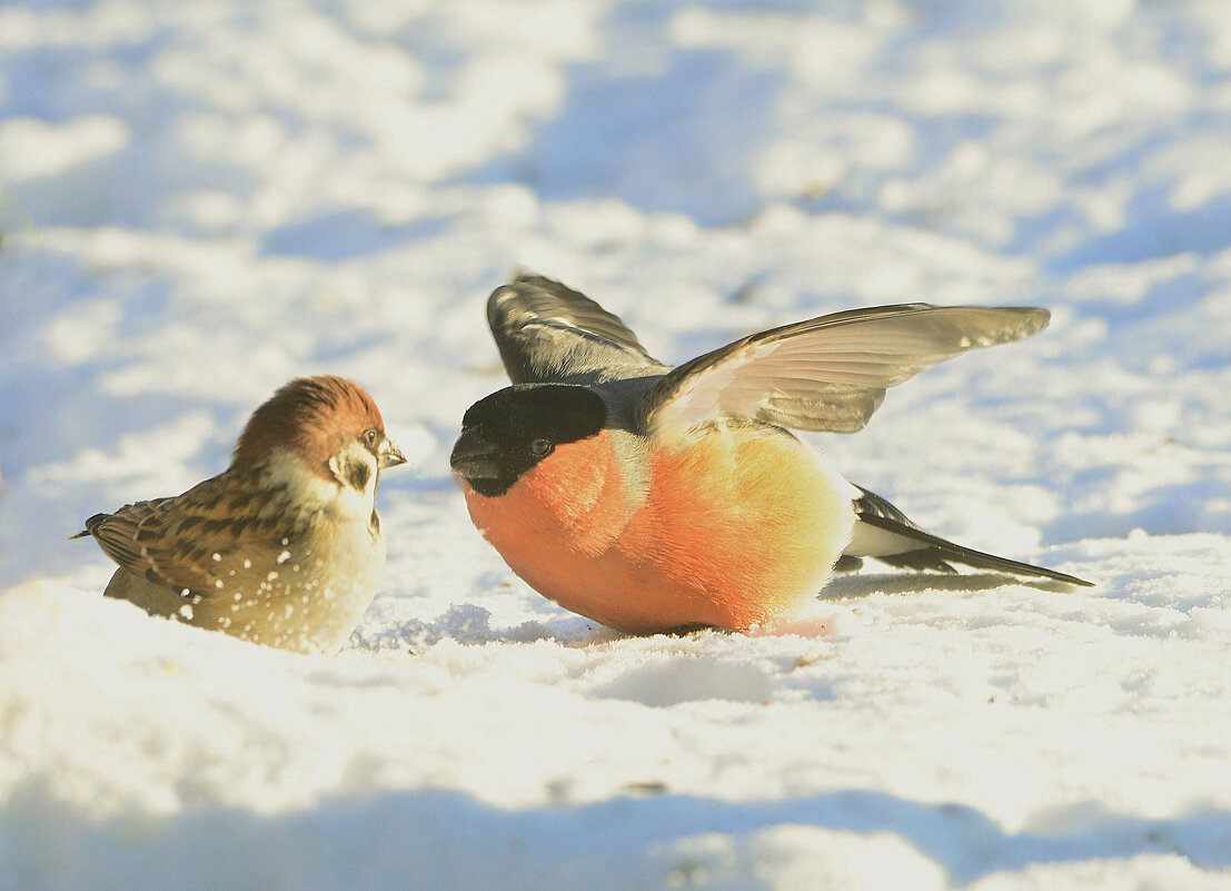 Забияка - Михаил Белоусов