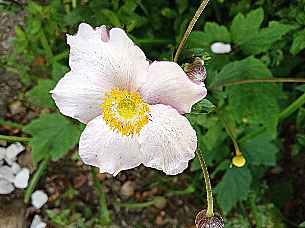 Цветы. - Владимир Драгунский