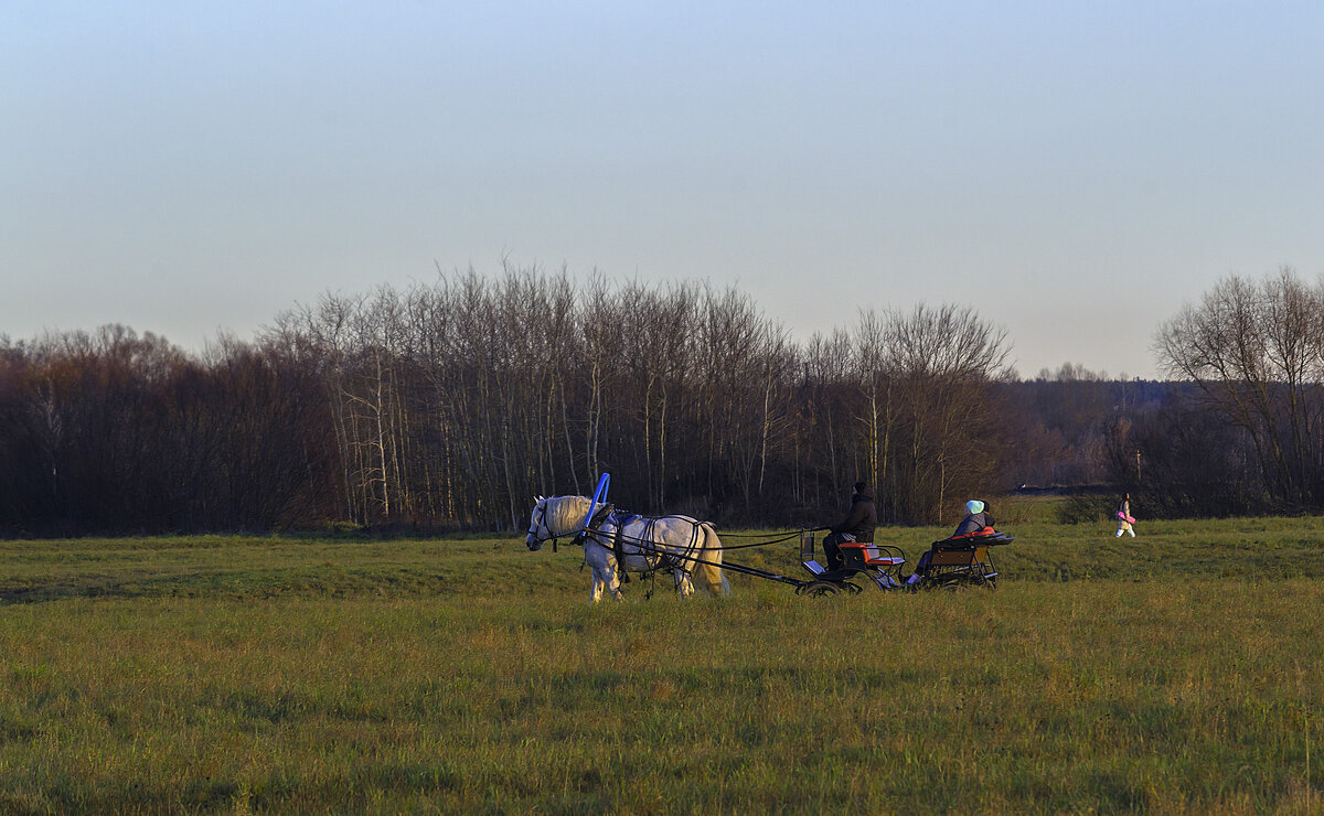 Прокатиться в повозке по Бголюбовскому лугу - Сергей Цветков