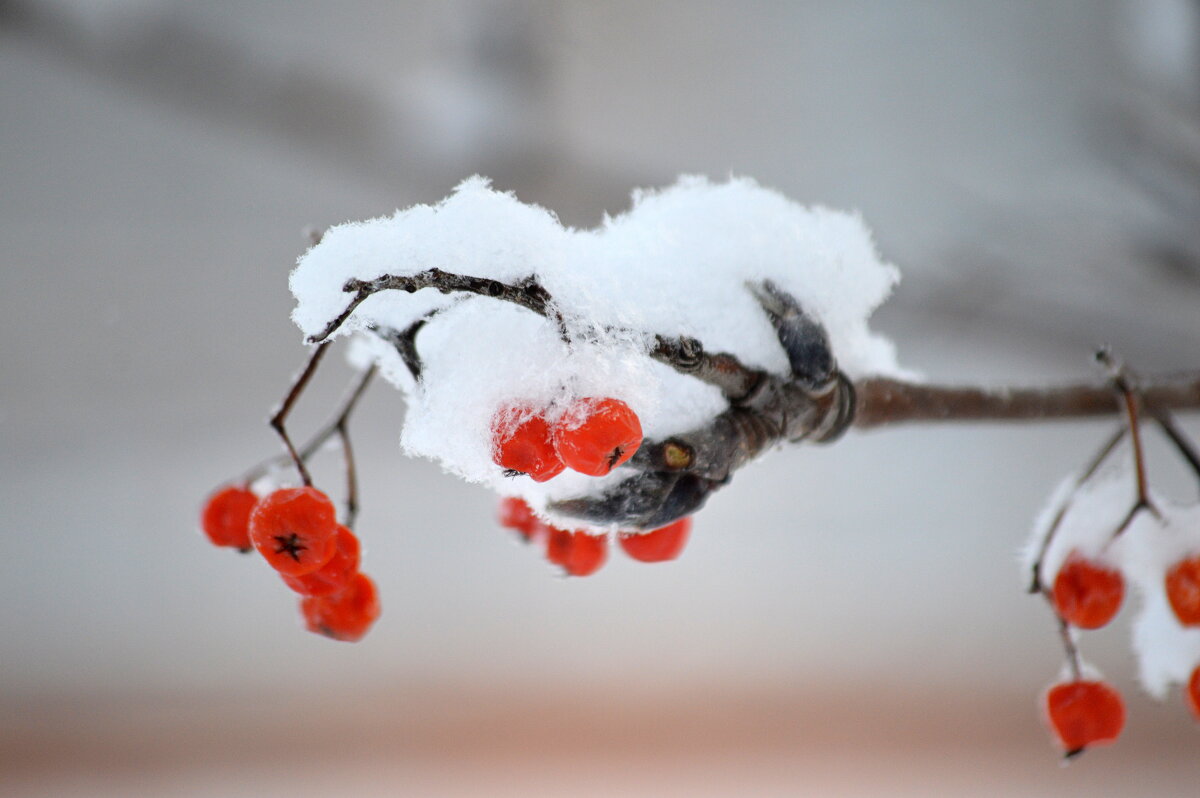 Снежная рябинка - Татьяна Лютаева