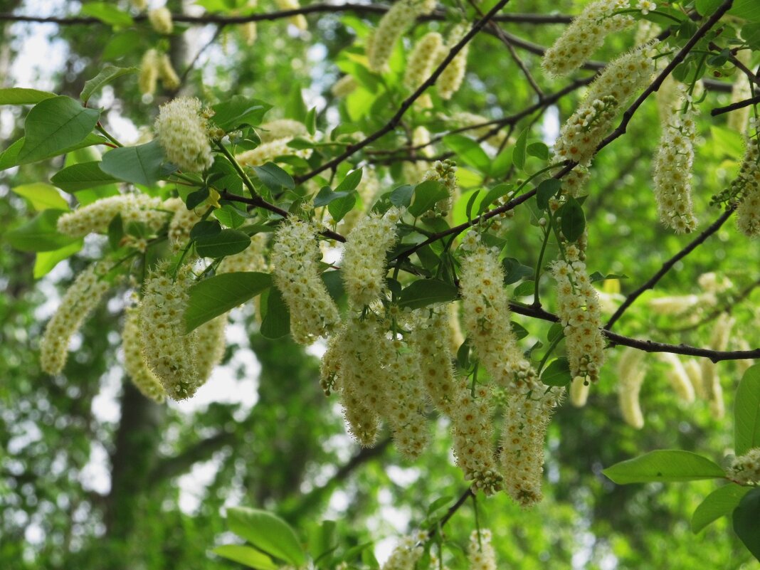 май - Елена Шаламова