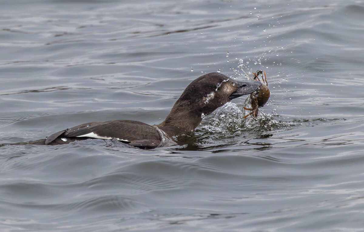 турпан. - юрий макаров