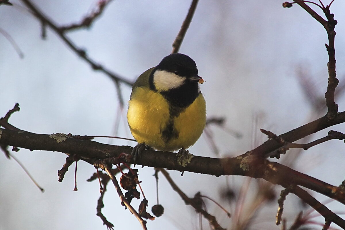 Синичка - Александр Щеклеин