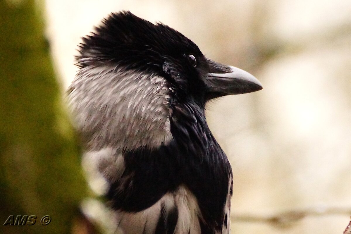 Нюша - kolyeretka 