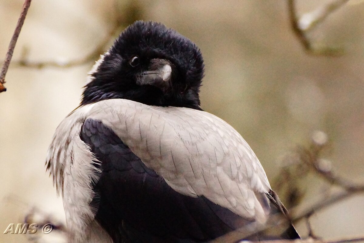 Нюшечка - kolyeretka 