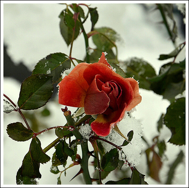 Царица под снежком... - Aleksandr Gal