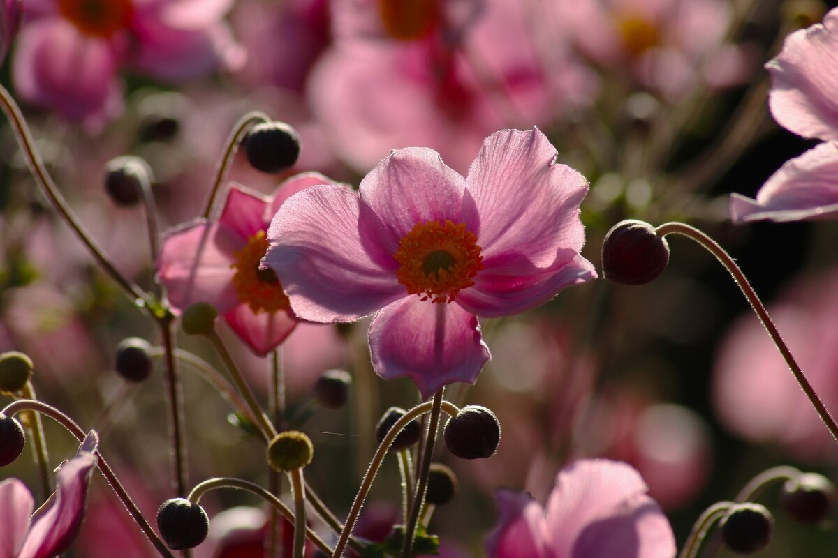 Доброе утро - Юрий. Шмаков