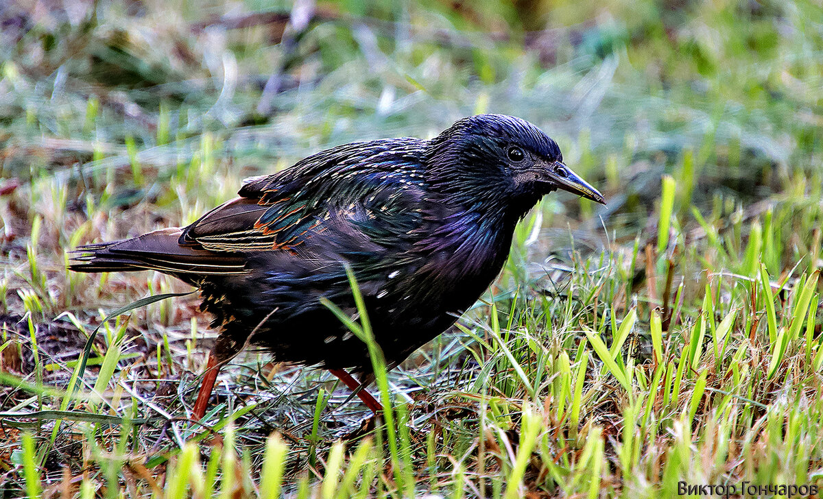 скворец - Laryan1 