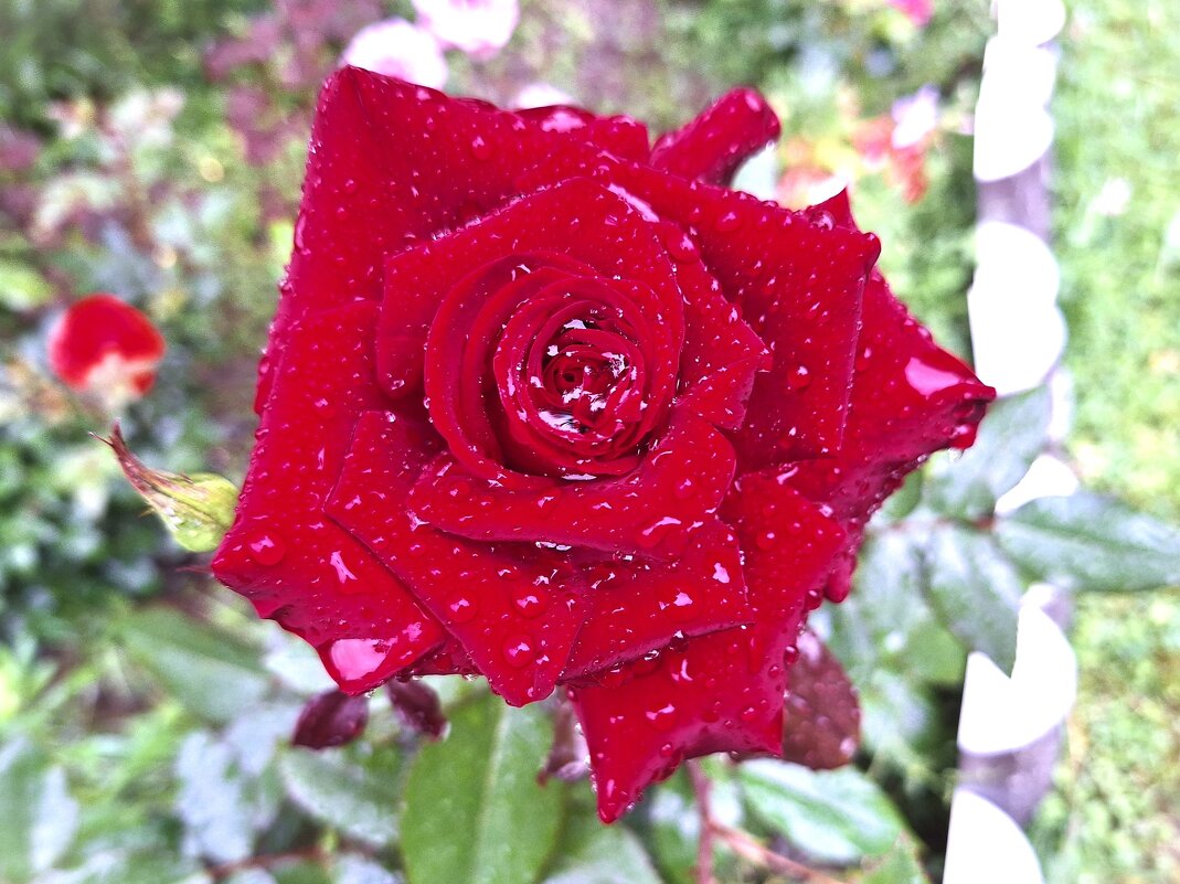 Роза - Наталья 