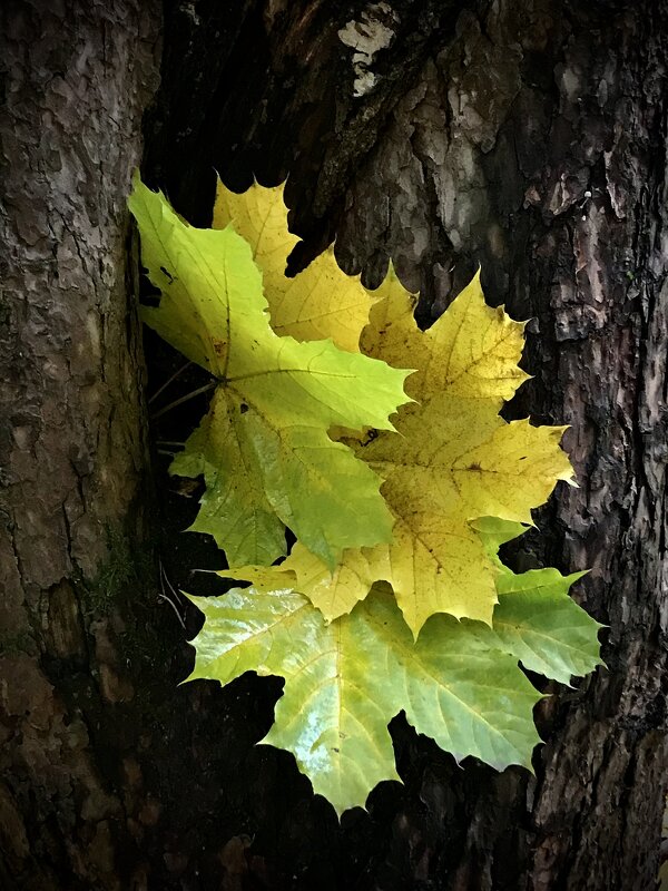 Вместе веселее) - Любовь 