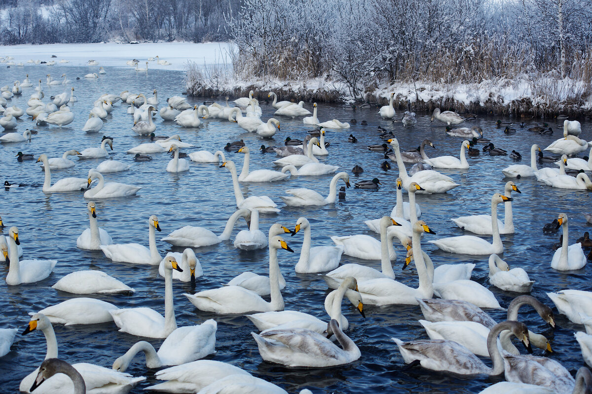На зимовке... - Вячеслав Алтай