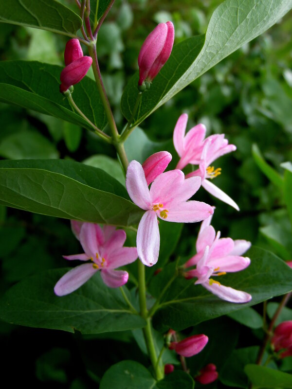 Была весна-цвели деревья. - nadyasilyuk Вознюк