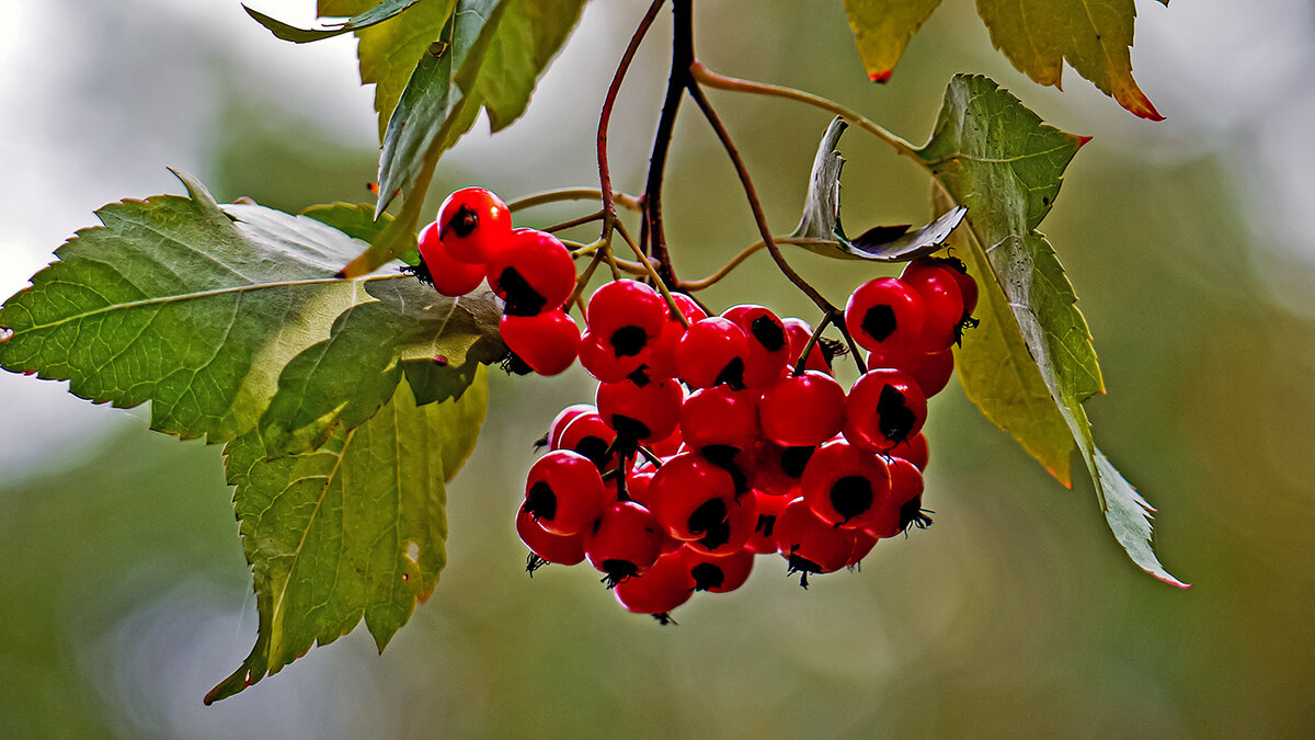 Красная гроздь - Alexandеr P